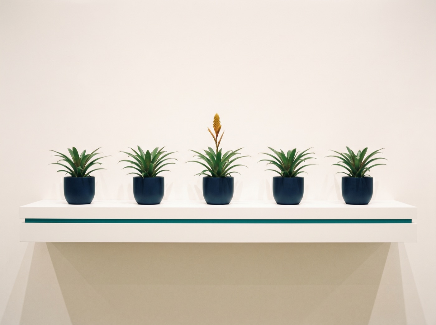 A row of identical potted bromeliads on a gallery shelf, one in golden bloom
