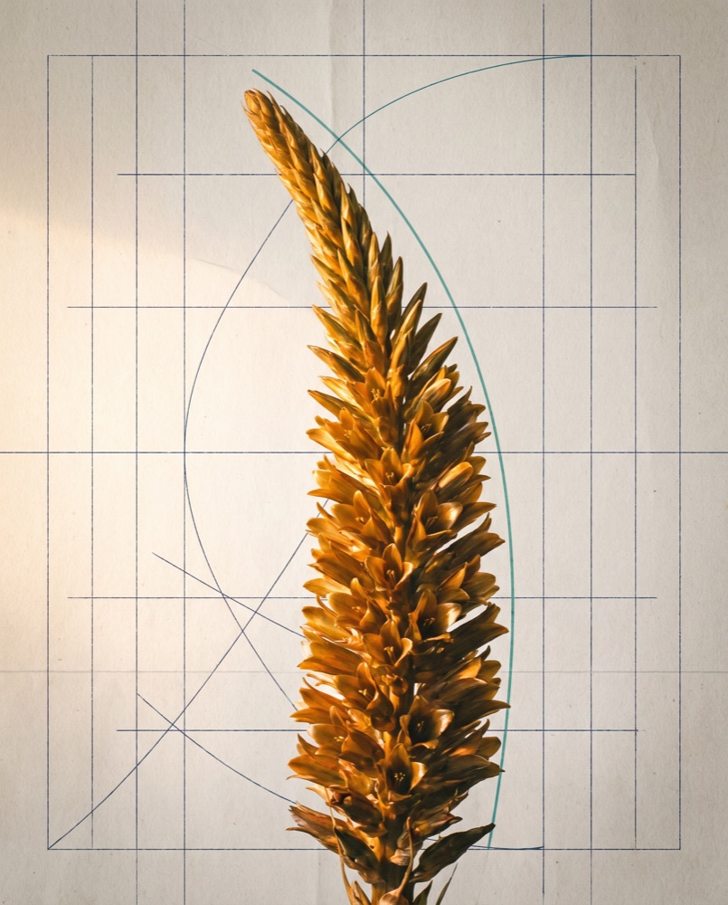 Golden chagual flower spike in full bloom traced by blueprint construction lines