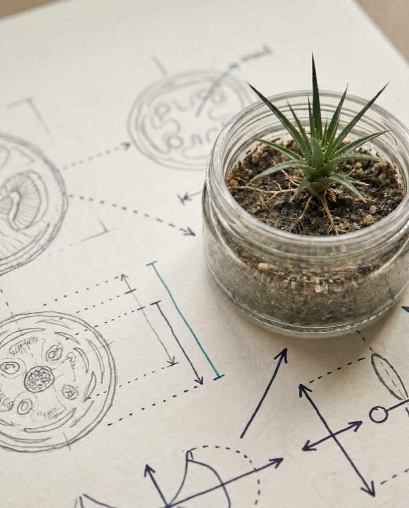 Young chagual seedling in a glass vessel surrounded by hand-drawn botanical study annotations